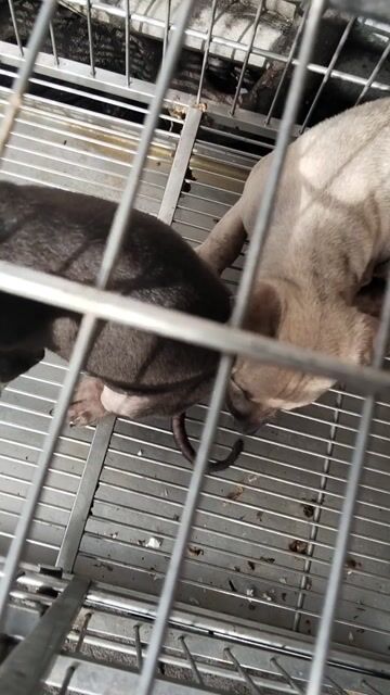 Chó cỏ đen đực 2 tháng đã tẩy san. Mua bán Chó tại Quận 12 Tp Hồ Chí Minh được đăng bởi Lê Đình Bảo Minh hình 1