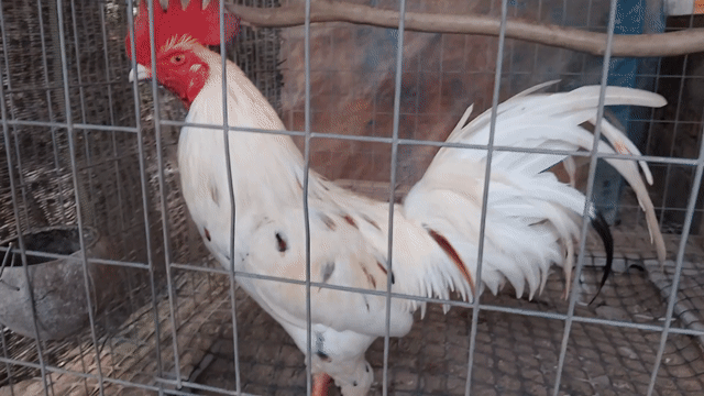 Gà Mỹ 3kg Đực. Mua bán Gà tại Huyện Châu Thành Tiền Giang được đăng bởi Vien hình 1