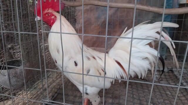 Gà Mỹ 3kg Đực. Mua bán Gà tại Huyện Châu Thành Tiền Giang được đăng bởi Vien hình 1