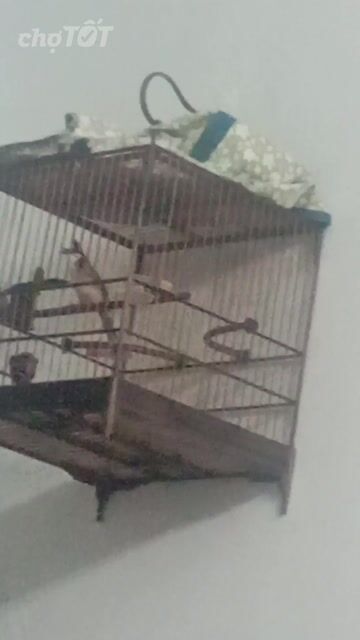 Chim chào mào 2 mùa không tật lỗi. Mua bán Chim tại Quận Hải Châu Đà Nẵng được đăng bởi Nguyên  hình 1