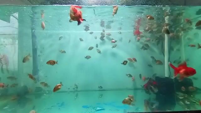 Cá Ranchu Calico Mini đa sắc 1 ngón trở lên. Mua bán Thú cưng khác tại Quận Gò Vấp Tp Hồ Chí Minh được đăng bởi Công hình 1