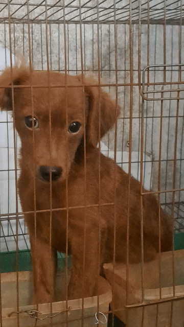 Chó Poodle thuần 4 tháng đã tiêm. Mua bán Chó tại Quận 12 Tp Hồ Chí Minh được đăng bởi chu thi thu ha hình 1