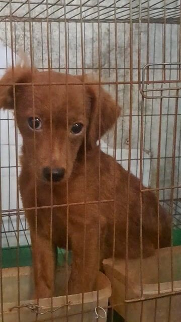 Chó Poodle thuần 4 tháng đã tiêm. Mua bán Chó tại Quận 12 Tp Hồ Chí Minh được đăng bởi chu thi thu ha hình 1