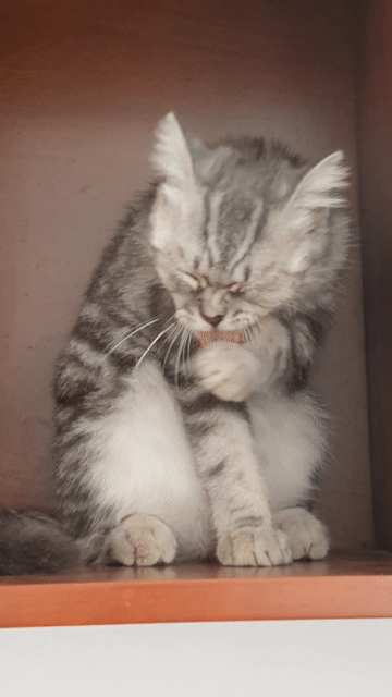 Mèo Anh lông ngắn Silver Tabby cái 6 tháng. Mua bán Mèo tại Quận Tân Bình Tp Hồ Chí Minh được đăng bởi Lê Hồng Thuyên hình 1