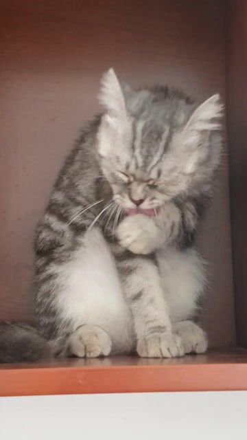 Mèo Anh lông ngắn Silver Tabby cái 6 tháng. Mua bán Mèo tại Quận Tân Bình Tp Hồ Chí Minh được đăng bởi Lê Hồng Thuyên hình 1