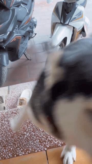 nhượng lại bé cái husky hơn 1 năm tuổi. Mua bán Chó tại Huyện Sóc Sơn Hà Nội được đăng bởi Mít tơ H hình 1