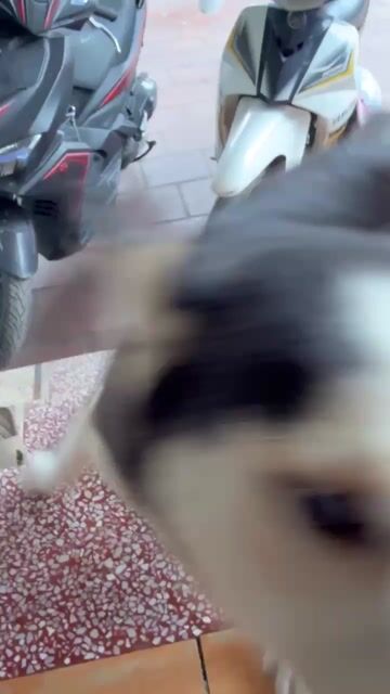 nhượng lại bé cái husky hơn 1 năm tuổi. Mua bán Chó tại Huyện Sóc Sơn Hà Nội được đăng bởi Mít tơ H hình 1