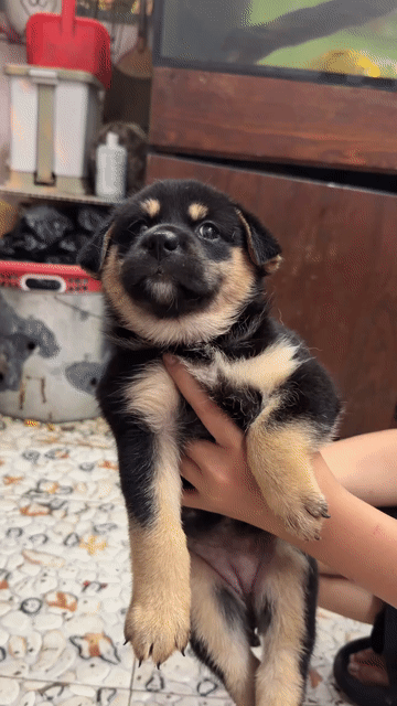 Chó Cún Nhật lai Đen. Mua bán Chó tại Quận Ngũ Hành Sơn Đà Nẵng được đăng bởi Đặng bá tùng hình 1