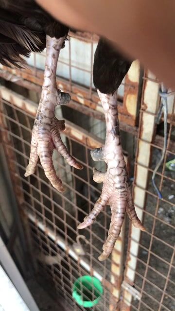 Gà trống Đỏ đen Đực. Mua bán Gà tại Quận 8 Tp Hồ Chí Minh được đăng bởi trần tiểu Long hình 1