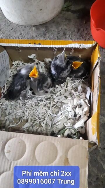 Chim cương. Mua bán Chim tại Huyện Long Hồ Vĩnh Long được đăng bởi Thanh Trung hình 1