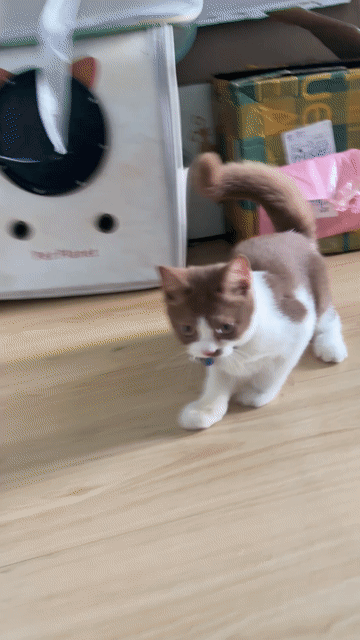 Mèo bicolor cinnamon. Mua bán Mèo tại Thành phố Thủ Đức Tp Hồ Chí Minh được đăng bởi minh khang hình 1