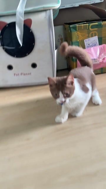 Mèo bicolor cinnamon. Mua bán Mèo tại Thành phố Thủ Đức Tp Hồ Chí Minh được đăng bởi minh khang hình 1