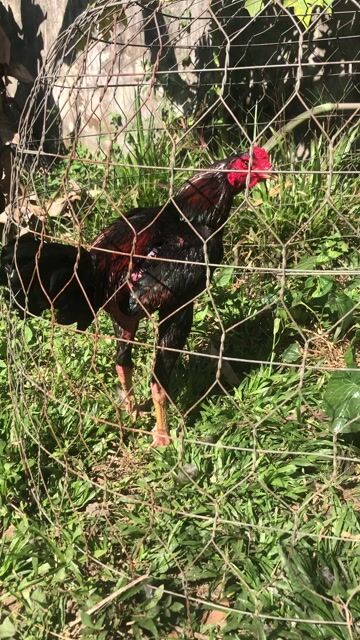 Gà tơ Đen Đỏ Đực. Mua bán Gà tại Huyện Trảng Bom Đồng Nai được đăng bởi hoàng hạnh hình 1