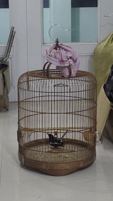 chim tuyển đen trắng. Mua bán Chim tại Huyện Bình Chánh Tp Hồ Chí Minh được đăng bởi thiện chim than hình 1