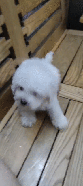 Chó Poodle đực 2 tháng tuổi. Mua bán Chó tại Quận Hai Bà Trưng Hà Nội được đăng bởi Đặng thu hằng hình 1