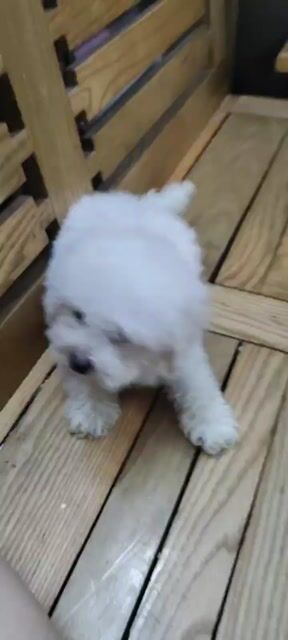 Chó Poodle đực 2 tháng tuổi. Mua bán Chó tại Quận Hai Bà Trưng Hà Nội được đăng bởi Đặng thu hằng hình 1