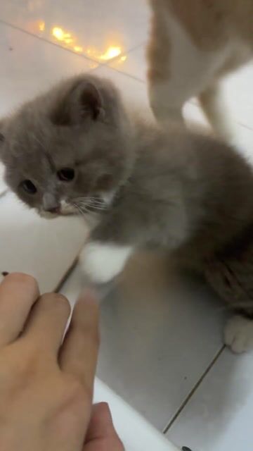 Mèo con Xám 45 ngày tuổi. Mua bán Mèo tại Thành phố Thủ Đức Tp Hồ Chí Minh được đăng bởi Duy Lê hình 1