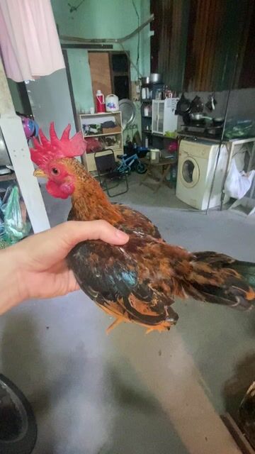 gà tre bắc cộc. Mua bán Gà tại Quận Long Biên Hà Nội được đăng bởi gà tre 08866 một 5668 hình 1