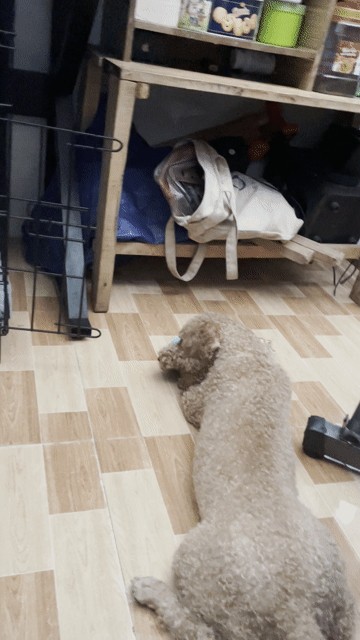 Chó Poodle màu Nâu. Mua bán Chó tại Thị xã Bến Cát Bình Dương được đăng bởi Anh Duy hình 1