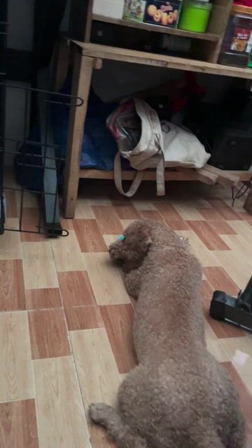 Chó Poodle màu Nâu. Mua bán Chó tại Thị xã Bến Cát Bình Dương được đăng bởi Anh Duy hình 1