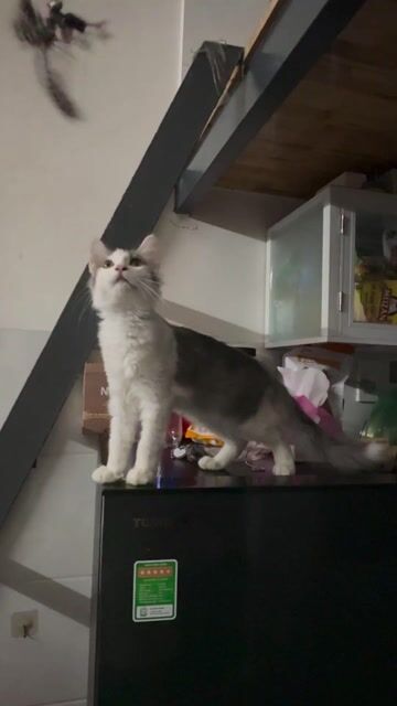 Mèo Mainecoon lai trắng xám cái. Mua bán Mèo tại Thành phố Thủ Đức Tp Hồ Chí Minh được đăng bởi Miu Miu hình 1