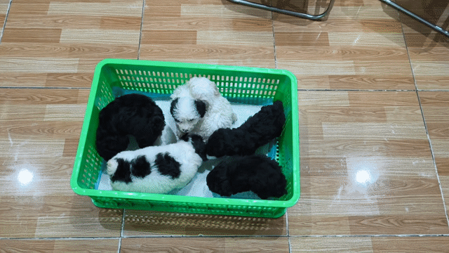 Chó Poodle đực đã tiêm phòng. Mua bán Chó tại Thành phố Vĩnh Long Vĩnh Long được đăng bởi Minh Luan Huynh hình 1
