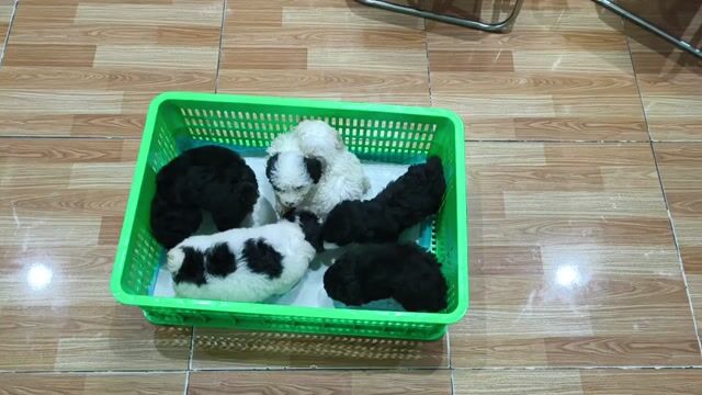 Chó Poodle đực đã tiêm phòng. Mua bán Chó tại Thành phố Vĩnh Long Vĩnh Long được đăng bởi Minh Luan Huynh hình 1