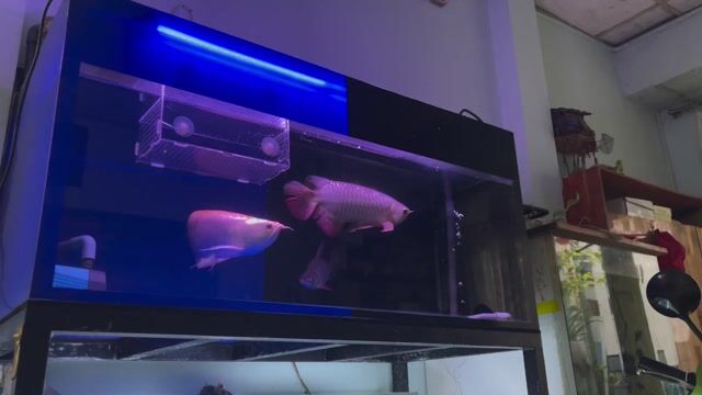 Cá cảnh HB Bạc Khỏe mạnh. Mua bán Thú cưng khác tại Quận Bình Thạnh Tp Hồ Chí Minh được đăng bởi Trung hình 1