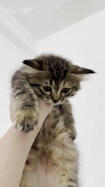 Mèo con ALD tìm sen yêu iemmm 💖. Mua bán Mèo tại Quận Phú Nhuận Tp Hồ Chí Minh được đăng bởi Emma Dao hình 1