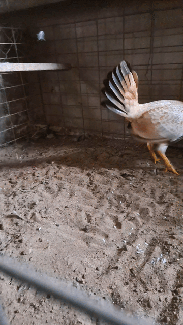 Gà 1/2Kelso Doc, Cuban Asil lúa mềm. Mua bán Gà tại Thành phố Tây Ninh Tây Ninh được đăng bởi May mắn Phát Tài hình 1
