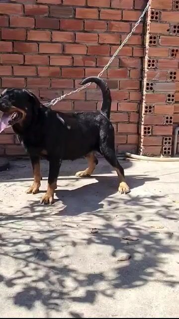 Chó Rottweiler cái đã sinh sản. Mua bán Chó tại Huyện Trảng Bom Đồng Nai được đăng bởi Trần Văn lưu hình 1