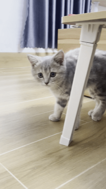 Mèo Tabby Xám 2.5 tháng. Mua bán Mèo tại Quận Tây Hồ Hà Nội được đăng bởi Nhi Linh hình 1