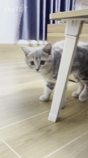 Mèo Tabby Xám 2.5 tháng. Mua bán Mèo tại Quận Tây Hồ Hà Nội được đăng bởi Nhi Linh hình 1