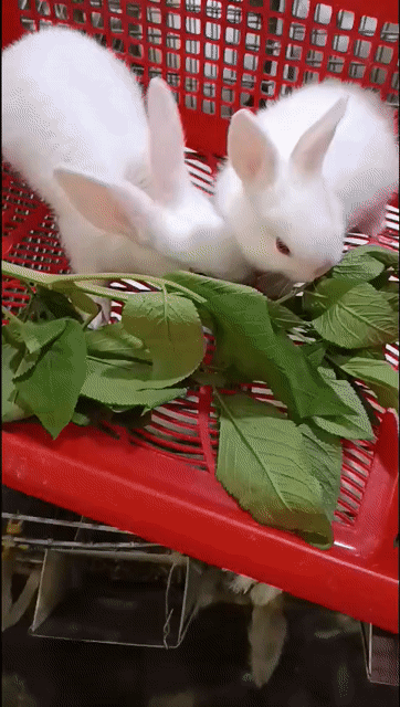 Thỏ cảnh nhiều màu. Mua bán Thú cưng khác tại Huyện Hòa Vang Đà Nẵng được đăng bởi Oanh hình 1