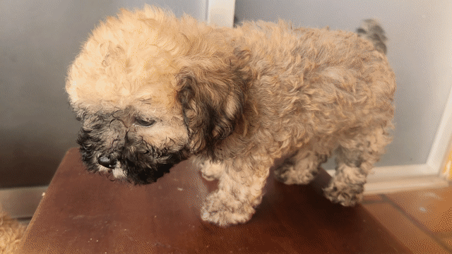 Chó Poodle Nâu, Đen khỏe mạnh. Mua bán Chó tại Quận 6 Tp Hồ Chí Minh được đăng bởi Vương Phát hình 1