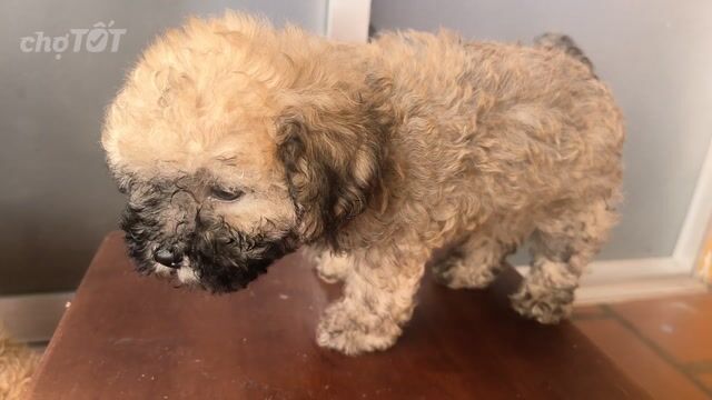 Chó Poodle Nâu, Đen khỏe mạnh. Mua bán Chó tại Quận 6 Tp Hồ Chí Minh được đăng bởi Vương Phát hình 1