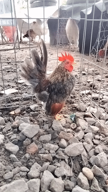Gà serama mini xám. Mua bán Gà tại Thành phố Thủ Dầu Một Bình Dương được đăng bởi PiPo Phạm  hình 1