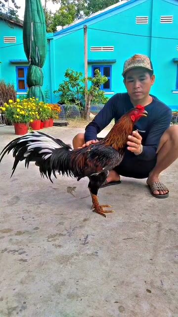 Gà Xám chân xanh 3.5kg. Mua bán Gà tại Huyện Ba Tri Bến Tre được đăng bởi Lê Dương hình 1