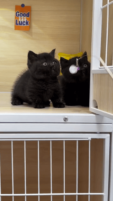 Mèo munchkin chân ngắn Đen siêu ú. Mua bán Mèo tại Quận Bình Thạnh Tp Hồ Chí Minh được đăng bởi Như Ý hình 1