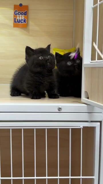 Mèo munchkin chân ngắn Đen siêu ú. Mua bán Mèo tại Quận Bình Thạnh Tp Hồ Chí Minh được đăng bởi Như Ý hình 1