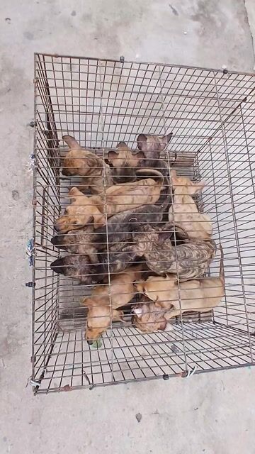 Chó con chuẩn Phú Quốc Vện.. Mua bán Chó tại Quận 12 Tp Hồ Chí Minh được đăng bởi Phú quốc thuần chủng hình 1