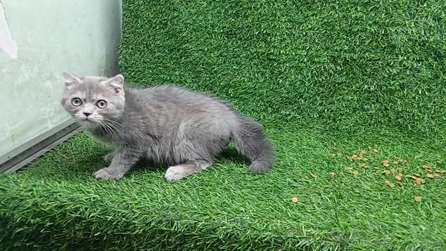 tìm chủ mới cho em mèo anh cái. Mua bán Mèo tại Quận Gò Vấp Tp Hồ Chí Minh được đăng bởi thanhthai632005 hình 1