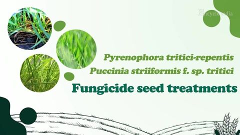 Encyclopedia-Fungicide Optimization for Early Wheat Disease Control