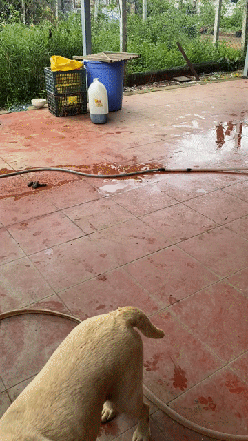 Chó Labrador Đực Cái Vàng kem. Mua bán Chó tại Huyện Trảng Bom Đồng Nai được đăng bởi minh hình 1