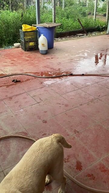 Chó Labrador Đực Cái Vàng kem. Mua bán Chó tại Huyện Trảng Bom Đồng Nai được đăng bởi minh hình 1