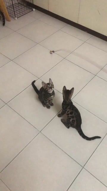 Mèo con Bengal gần 3 tháng tuổi. Mua bán Mèo tại Quận Gò Vấp Tp Hồ Chí Minh được đăng bởi Nguyên hình 1