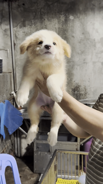 Chó Collie cái Vàng trắng. Mua bán Chó tại Thành phố Thuận An Bình Dương được đăng bởi Điểu Thị Linh hình 1