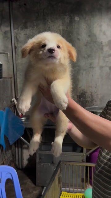 Chó Collie cái Vàng trắng. Mua bán Chó tại Thành phố Thuận An Bình Dương được đăng bởi Điểu Thị Linh hình 1