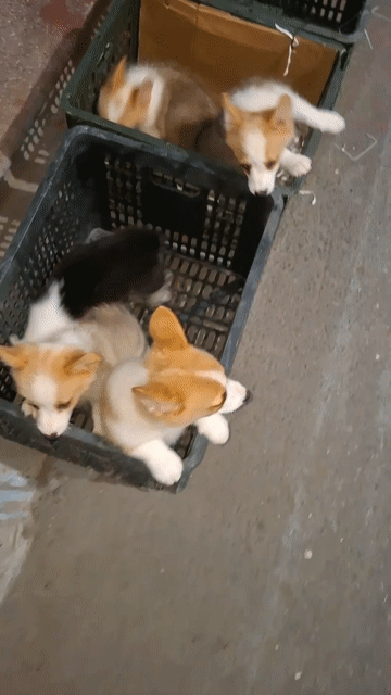 Corgi đáng yêu hơn NYC ^^. Mua bán Chó tại Quận Đống Đa Hà Nội được đăng bởi Tùng Lâm corgi hình 1