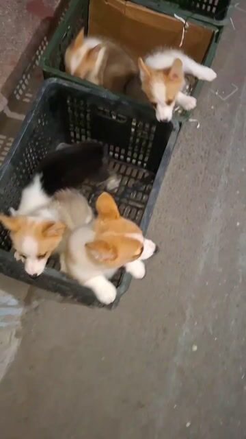 Corgi đáng yêu hơn NYC ^^. Mua bán Chó tại Quận Đống Đa Hà Nội được đăng bởi Tùng Lâm corgi hình 1